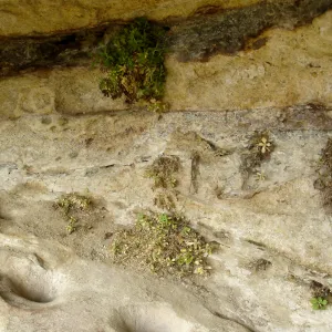 Wagon Caves rock shelter, Fort Hunter Liggett, SBBG Research and Conservation staff field trip, 2006