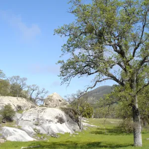 oak woodland, Wagon Caves rock shelter, Fort Hunter Liggett, SBBG Research and Conservation staff field trip, 2006
