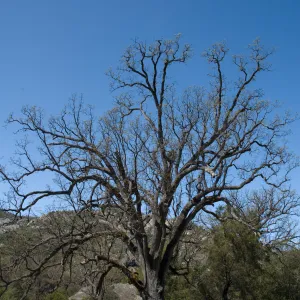 oak, Fort Hunter Liggett, SBBG Research and Conservation staff field trip, 2006
