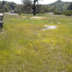 wildflowers, Santa Lucia Mountains, Fort Hunter Liggett, SBBG Research and Conservation staff field trip, 2006