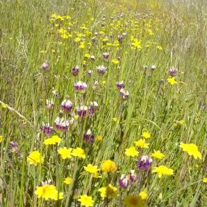 wildflowers, Santa Lucia Mountains, Fort Hunter Liggett, SBBG Research and Conservation staff field trip, 2006