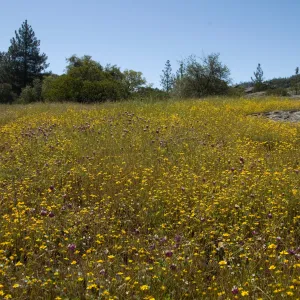 field of wildflowers, Santa Lucia Mountains, SBBG Research and Conservation staff field trip, Fort Hunter Liggett, 2006
