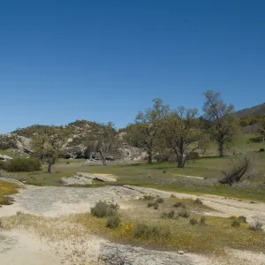 wildflowers, Santa Lucia Mountains, SBBG Research and Conservation staff field trip, Fort Hunter Liggett, 2006