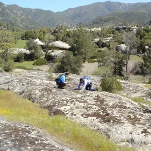 John Wardlaw and Beth Painter, Pentachaeta exilis subsp. aeolica colony, Santa Lucia Mountains, Fort Hunter Liggett, SBBG Research and Conservation staff field trip, 2006