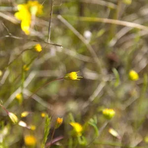 wildflowers, Pentachaeta exilis subsp. aeolica, Santa Lucia Mountains, Fort Hunter Liggett, SBBG Research and Conservation staff field trip, 2006