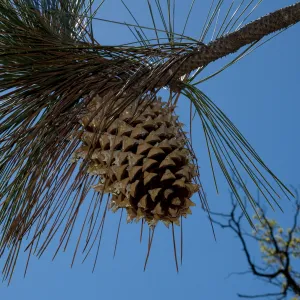pine branch with cone, Fort Hunter Liggett, SBBG Research and Conservation staff field trip, 2006