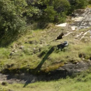 golden eagle in low flight against hillside, Santa Lucia Trail, Santa Lucia Mountains, SBBG Research and Conservation staff field trip, Fort Hunter Liggett, 2006