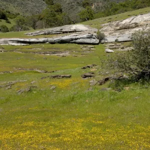 wildflowers, Santa Lucia Trail, Santa Lucia Mountains, SBBG Research and Conservation staff field trip, Fort Hunter Liggett, 2006