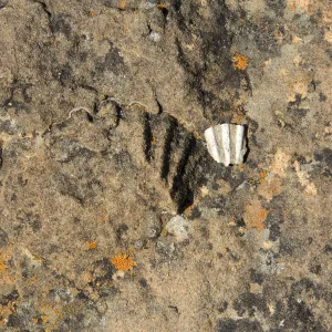 shell fossil, Santa Lucia Trail, Santa Lucia Mountains, SBBG Research and Conservation staff field trip, Fort Hunter Liggett, 2006