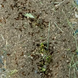 ant colony, SBBG Research and Conservation staff field trip, Fort Hunter Liggett, 2006