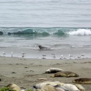 elephant seals at Piedras Blancas, SBBG Research and Conservation Staff field trip, Fort Hunter Liggett, 2006