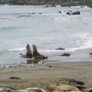 elephant seals at Piedras Blancas, SBBG Research and Conservation Staff field trip, Fort Hunter Liggett, 2006