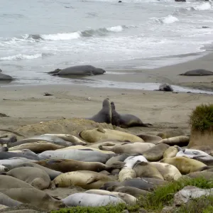 elephant seals at Piedras Blancas, SBBG Research and Conservation Staff field trip, Fort Hunter Liggett, 2006