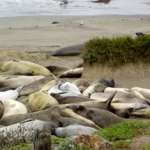 elephant seals at Piedras Blancas, SBBG Research and Conservation Staff field trip, Fort Hunter Liggett, 2006