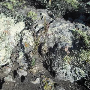 Arabis hoffmannii in fruit, SBBG Field Trip to Santa Cruz Island, 2011