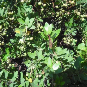 Arctostaphylos insularis in fruit, SBBG Field Trip to Santa Cruz Island, 2011