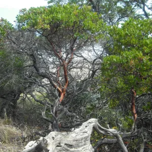 Arctostaphylos insularis, SBBG Field Trip to Santa Cruz Island, 2011