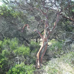 Arctostaphylos insularis, red trunk, SBBG Field Trip to Santa Cruz Island, 2011