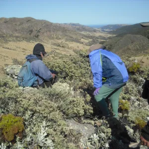 Arabis hoffmannii habitat, SBBG Field Trip to Santa Cruz Island, 2011