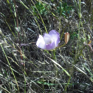 Calochortus catalinae, SBBG Field Trip to Santa Cruz Island, 2011