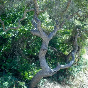 Quercus pacifica, Central Valley, SBBG Field Trip to Santa Cruz Island, 2011