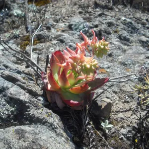 Dudleya candelabrum, Diablo Peak, SBBG Field Trip to Santa Cruz Island, 2011