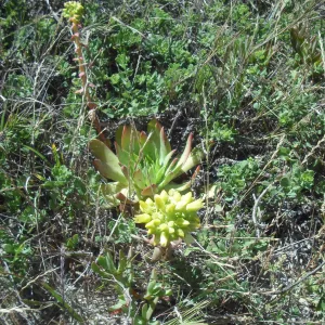 Dudleya candelabrum, Christy Dune, SBBG Field Trip to Santa Cruz Island, 2011