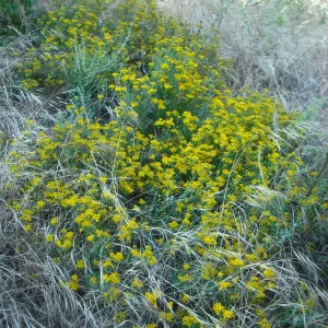 Eriophyllum confertiflorum var confertiflorum, SBBG Field Trip to Santa Cruz Island, 2011