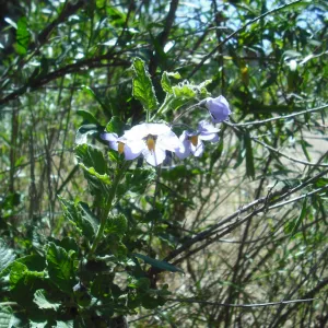 Solanum clokeyi flowers, SBBG Field Trip to Santa Cruz Island, 2011