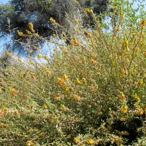 Deer weed along Mission Canyon Rd