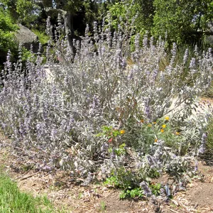 Salvia cv Desperado in Meadow border (Desperado Sage)