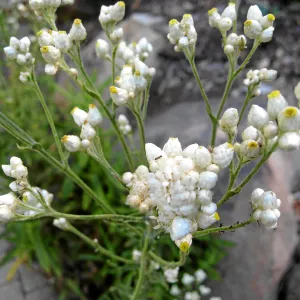 Pearly everlasting