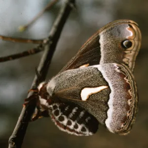 Ceanothus moth