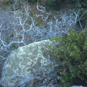 dead Arctostaphylos, lichen covered rock, Santa Cruz