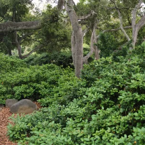 Frangula californica â€˜Eve Case' with oaks. Landscape design by Sydney Baumgartner