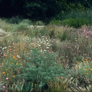 Meadow, Strybing