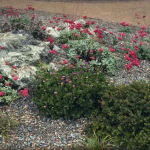 Eriogonum grande rubescens, Strybing