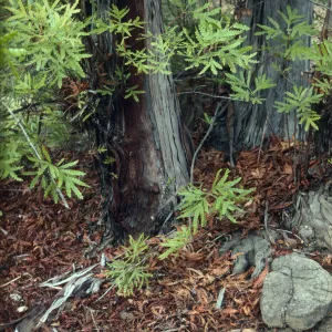 Santa Cruz Island Ironwood, Lyanothamnus trunk and leaf litter, Porter Trail, SBBG