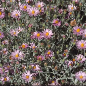 Lessingia cv. Smart Aster, 89-280