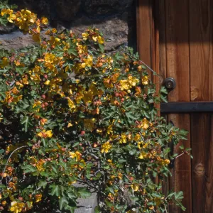 Fremontodendron cv. Mango, Tilden