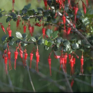 Ribes speciosum flowers, De La Guerra Springs