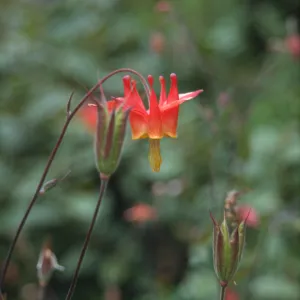Aquilegia formosa flower and fruit, Vincente Trail, monterey County