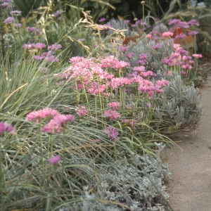 Allium unifolium border, Carol Bornstein garden