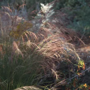 Aristida purpurea