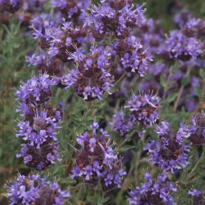 Salvia cv. Carl Nielsen, Salvia clevelandii x mohavensis, RSA