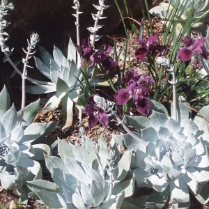 Dudleya brittonii, Iris cv. Purple Velvet
