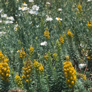 Romneya and Solidago canadensis, SBBG Porter Trail