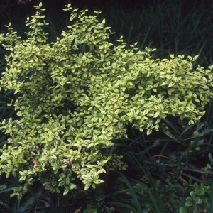 C. thrysiflorus, RSA