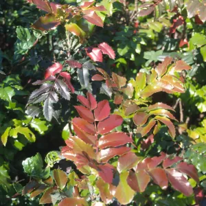 Berberis pinnata, SBBG Meadow