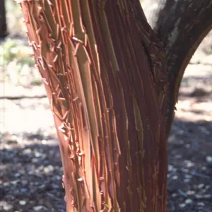 Arctostaphylos obispoensis bark, West Cuesta